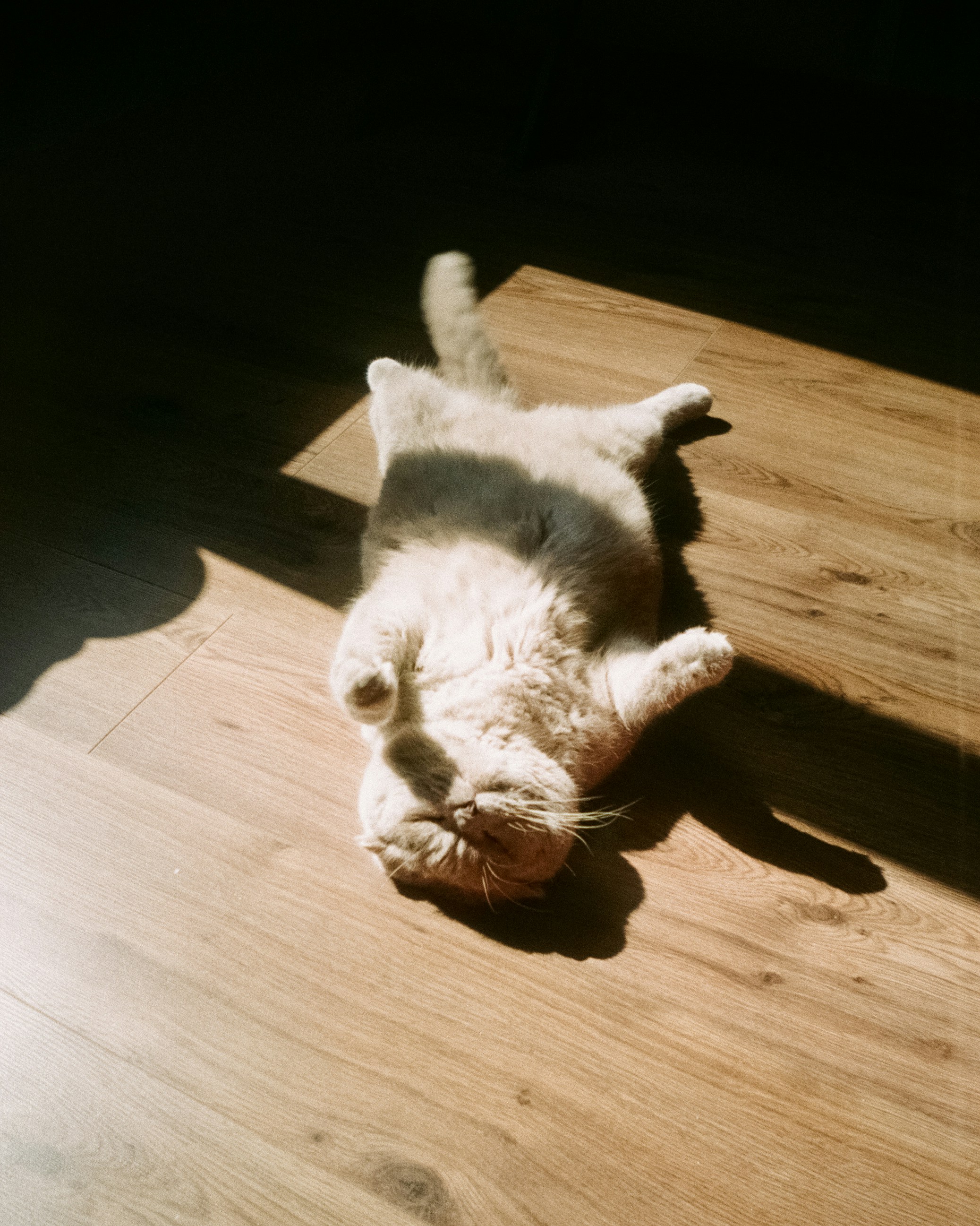 猫派人士