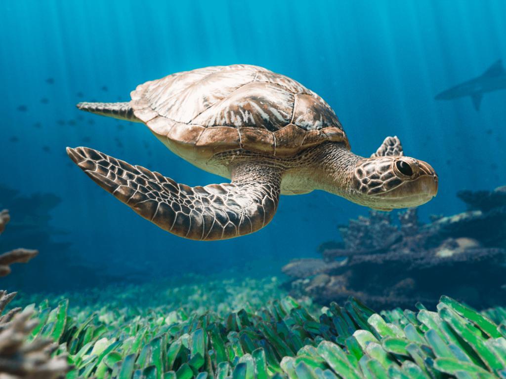 借助沉浸式叙事，靠近鲸群与它们栖息的蓝色世界。
